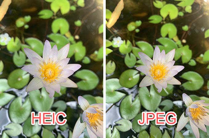 HEIC vs JPG  What s the Difference - 98