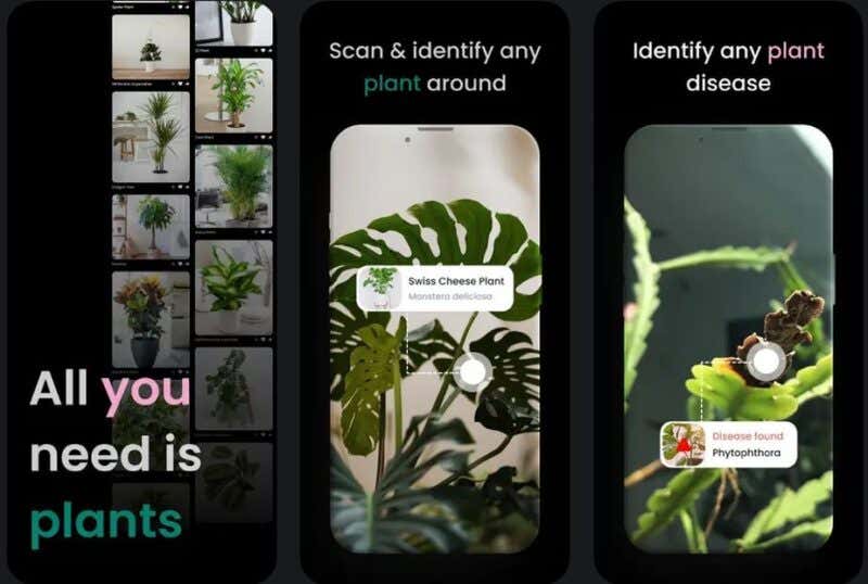 the-7-best-apps-to-identify-house-plants-laptrinhx